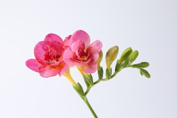 Beautiful pink freesia flowers on white background, closeup