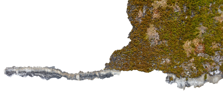 Isolated Moss Texture with Clipping Path on White Background