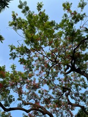 Royal Poinciana tree with blue sky background.