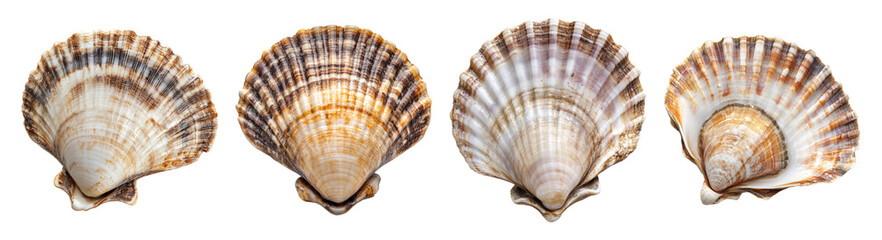 Obraz premium Collection of Various Sea Shells Displayed on a White Background, PNG bundle collection, Isolated on Transparent Background
