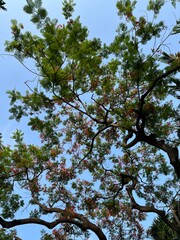 Royal Poinciana tree with blue sky background.