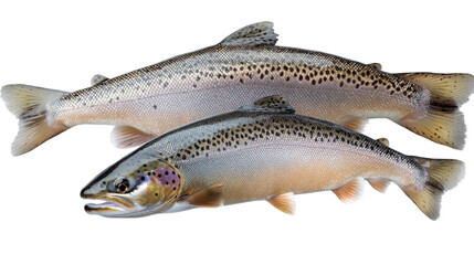 Naklejka premium 2 Trout fish on white background