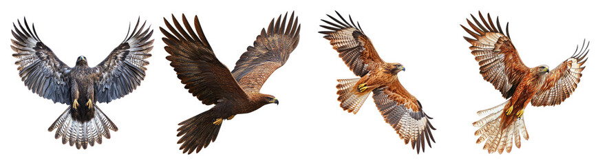 Obraz premium Detailed View of Four Birds in Flight Against a Transparent Background, PNG bundle collection, Isolated on Transparent Background