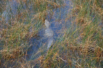 Krokodil im Wasser zwischen vielen Gräßern