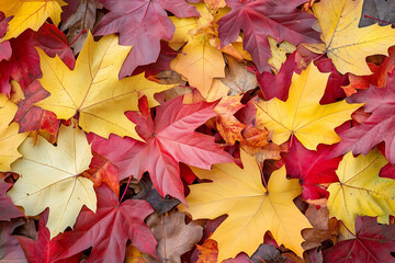 가을 단풍잎을 바닥에 깔려있는 모습.Autumn maple leaves spread on the ground.