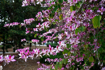 A vibrant display of pink and white flowers adorns the branches, set against a lush green backdrop, creating a picturesque spring scene.