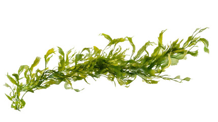 fresh seaweed  isolated on white background