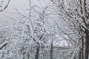 Obraz premium The trees in the orchard were covered with heavy snow The background is a gray sky with white clouds