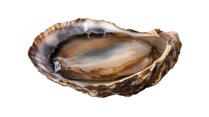 oyster shell isolated on white