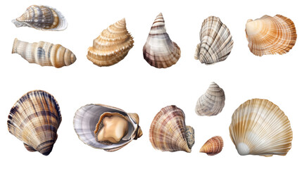 collection of seashells