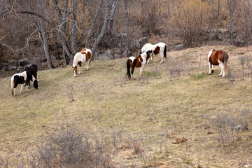 herd of cows