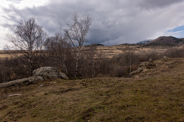trees in the mountains
