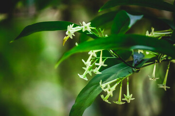 Night-blooming Jasmine Flowers. Cestrum Nocturnum Bloom