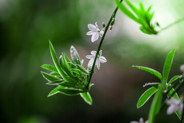 White Star Flowers with Dew. Delicate White Blooms and Leaves Green Background