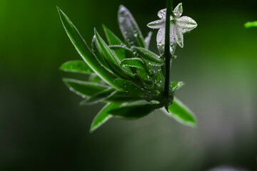 White flower on a green background. Delicate White Blooms and Leaves. Butterfly on a flower