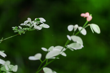 Variegated White and Pink Leaves. Soft Green Background Foliage