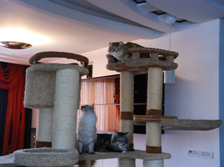 Obraz premium Cats, lovely fluffy pets.