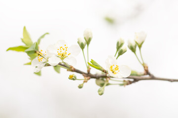 Cherry blossom branch, selective focus