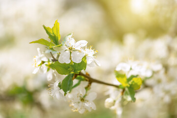 Cherry blossom branch in sunlight in garden, selective focus