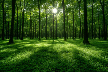 Fototapeta premium Sunlight Filtering Through Lush Forest Canopy