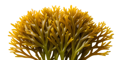 Seaweed on White, Green Seaweed on White, Organic Seaweed on White Surface, PNG Transparent