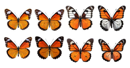 Vibrant Butterflies Display of Colorful and Exotic Species, Bundle Set Collection, Isolated on Transparent Background
