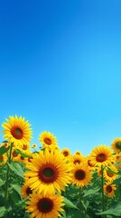 Fototapeta premium A Digital Wallpaper Of A Field Of Sunflowers In Full Bloom, Bright Yellow Petals Against A Clear Blue Sky, Bright And Sunny Day, Painterly Style, Visible Brushstrokes, Impressionisti.