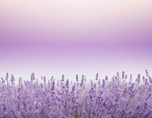 A serene lavender field blooms against a soft, pastel-colored sky, evoking tranquility and peace.