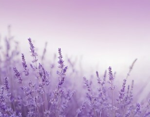 Fototapeta premium Delicate lavender blooms under soft purple hues in a tranquil setting.