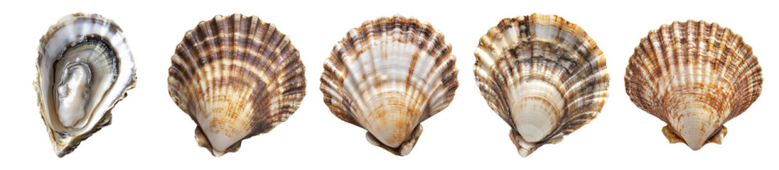 Obraz premium Beautiful Collection of Various Seashells Displayed on White Background