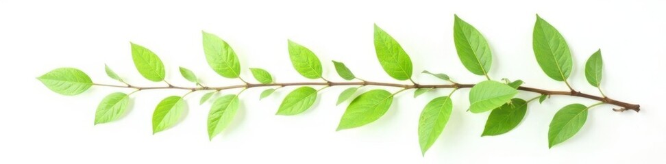 Naklejka premium A few isolated branches with leaves on white background, leafy, green, wood