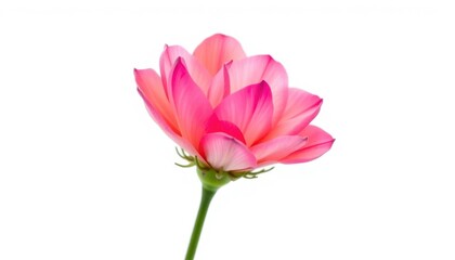 Naklejka premium A single, vibrant bloom isolated against a pure white backdrop, flower, single flower