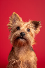 Norfolk Terrier dog on minimalistic colorful background with Copy Space. Perfect for banners, veterinary ads, pet food promotions, and minimalist designs.