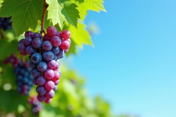 Naklejka premium Grape clusters falling gently against clear blue sky, greenery, foliage