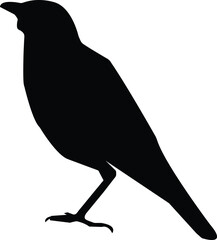 A cute bird standing silhouette
