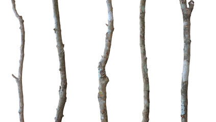 Set The old branches are covered with fungus and cracks. The bark has peeled off in some places,...