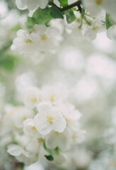apple tree blossom