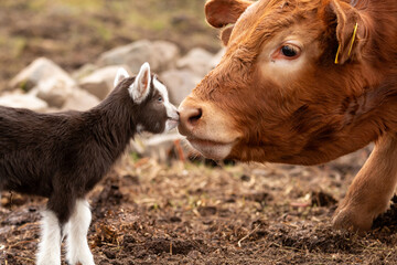 Ziege und Kuh stupsen sich mit der Schnauze an