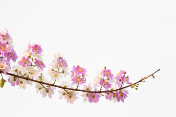 Bouquet of pink purple and white flower of Queen's Flower or Queen's crape myrtle or Pride of India with blurry background