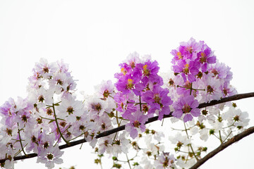 Bouquet of pink purple and white flower of Queen's Flower or Queen's crape myrtle or Pride of India with blurry background