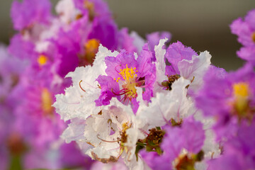 Bouquet of pink purple and white flower of Queen's Flower or Queen's crape myrtle or Pride of India with blurry background