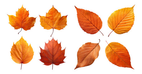 Obraz premium Assorted Autumn Leaves Collection in Vibrant Orange and Yellow Tones, Bundle Set Collection, Isolated on Transparent Background