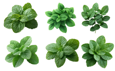 set of mint leaves., fresh mint isolated white background
