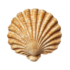 A small seashell with unique ridges, isolated on white background .