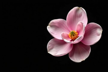 Fototapeta premium Large magnolia bloom in mid-bloom on a black background, plant, nature