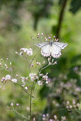 White butterflies fleeting yet graceful presence on a flower