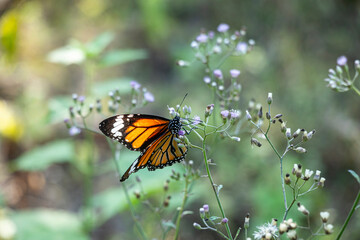 The beauty of the butterfly are delicate and so many colors