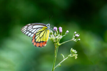The colorful butterfly is collecting nectar from wildflowers