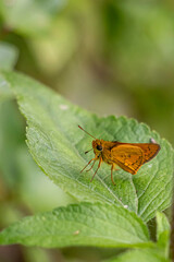 Butterflies colorful patterns serve as camouflage or warnings to predators