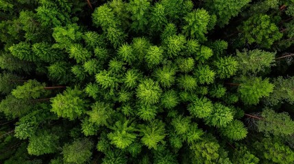 Conservation Awareness - A lush green forest with wildlife, symbolizing conservation awareness and the importance of protecting nature.